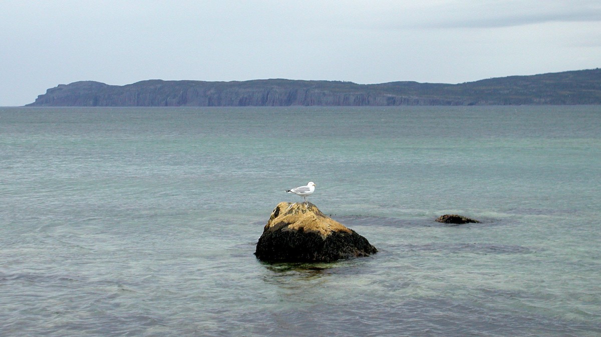 Herring Gull - ML592425041