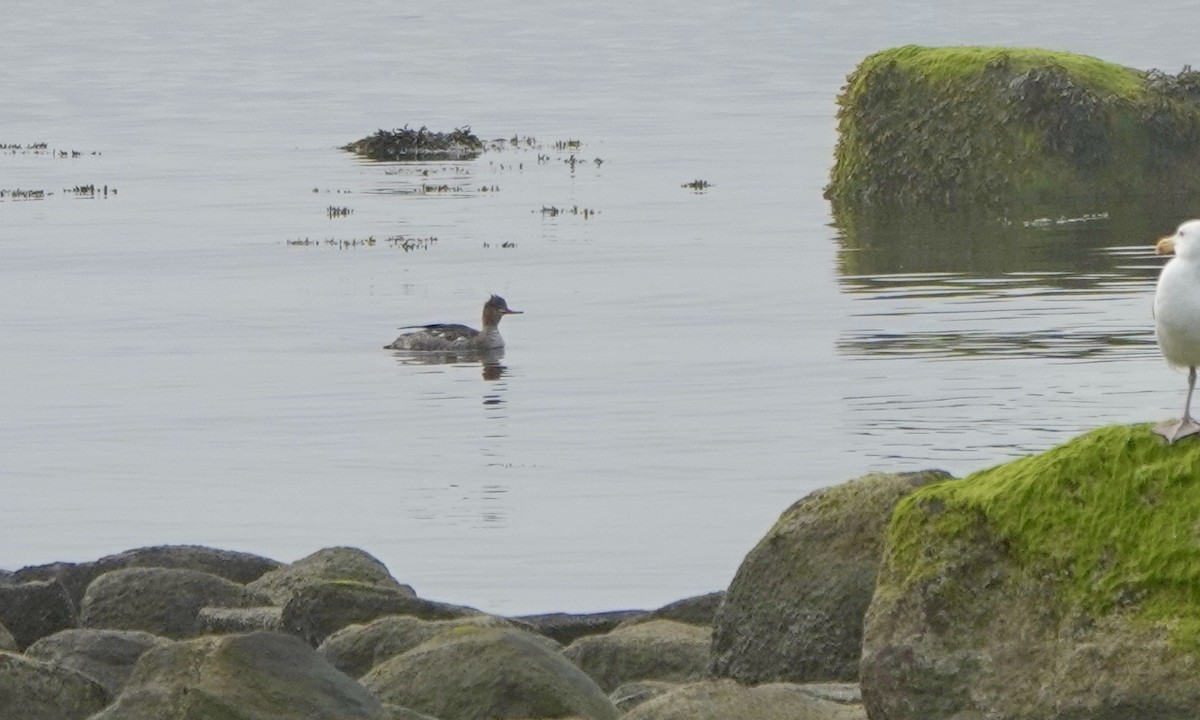 Red-breasted Merganser - ML592425441