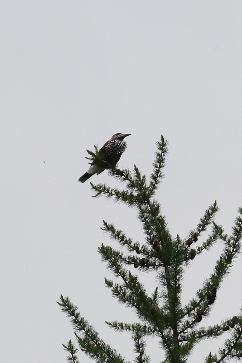 Intxaurjalea - ML592425471