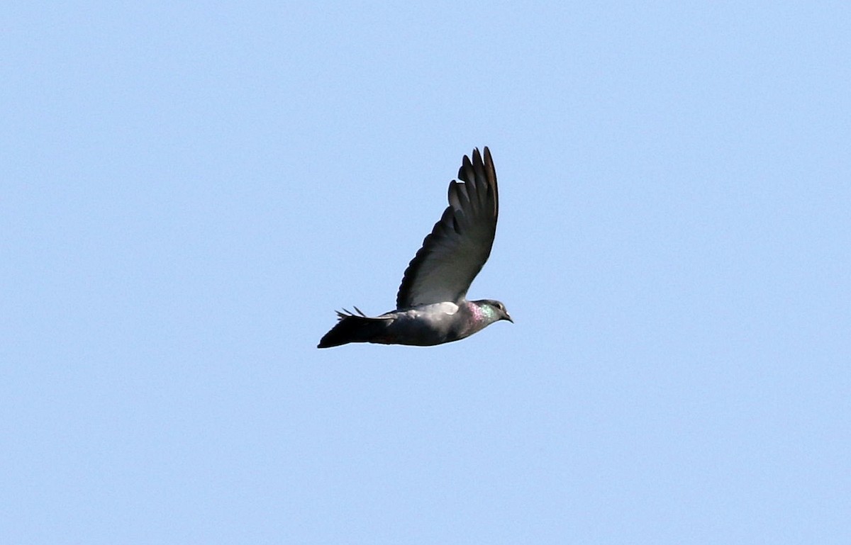 Rock Pigeon (Feral Pigeon) - ML592425541