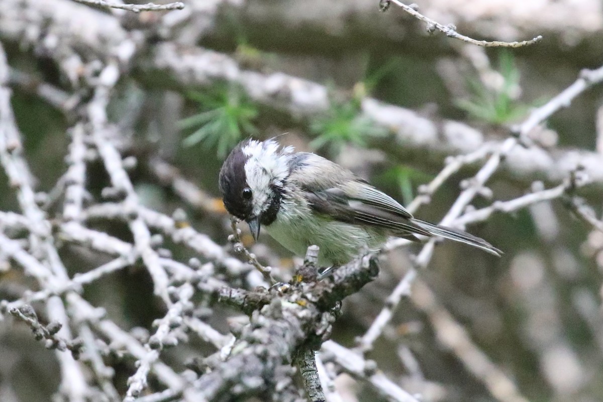 Mendi-kaskabeltza - ML592425791