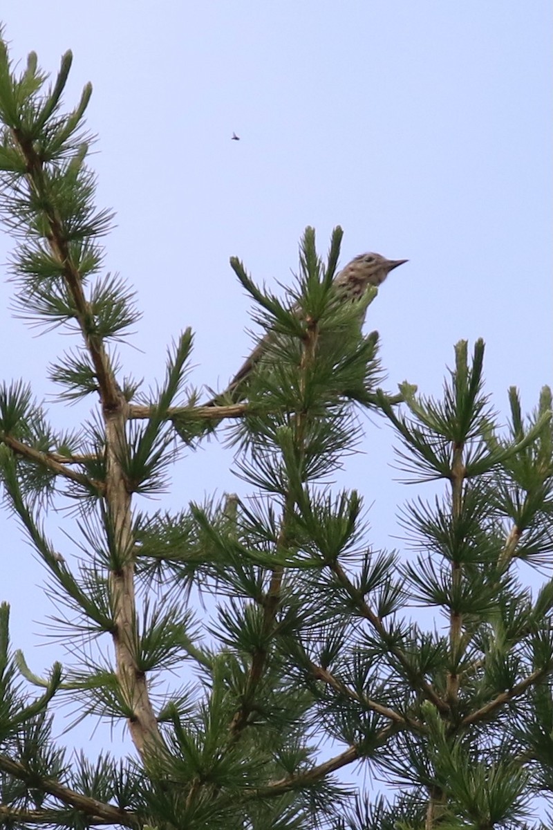 Uda-txirta - ML592425831