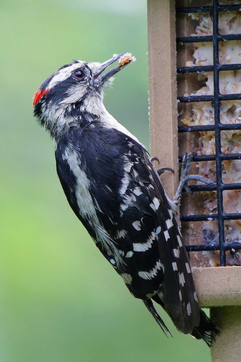 Downy Woodpecker - David Le