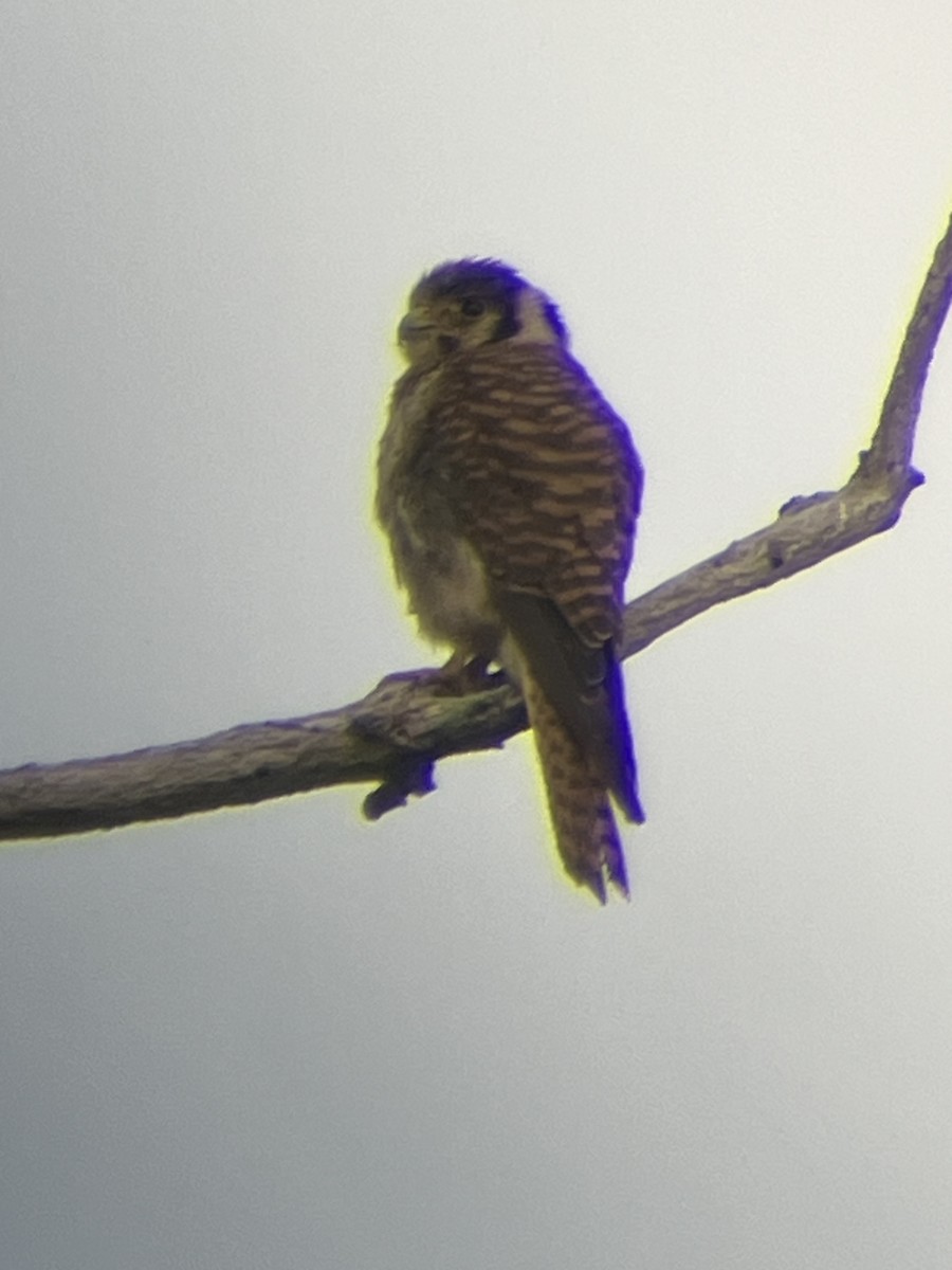 American Kestrel - ML592426491