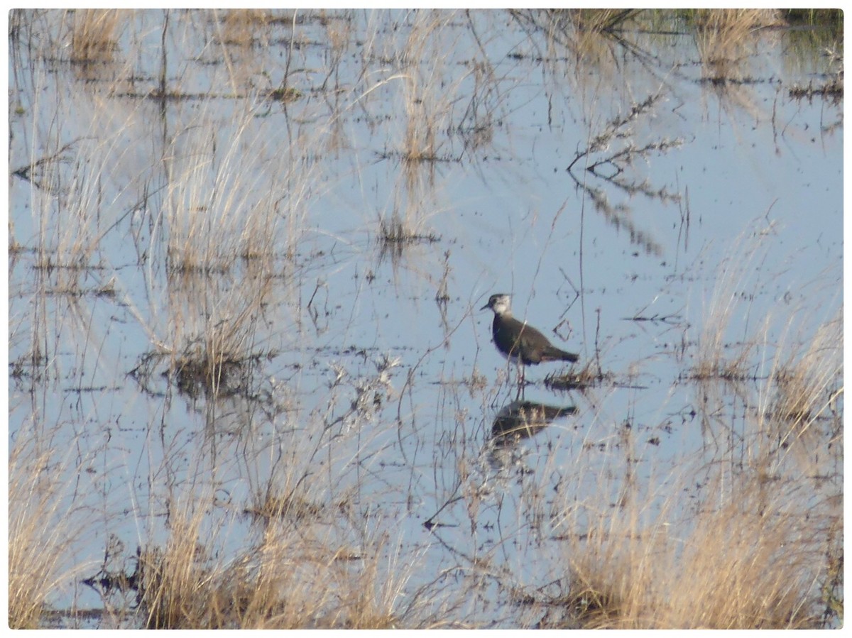 Northern Lapwing - ML592428121