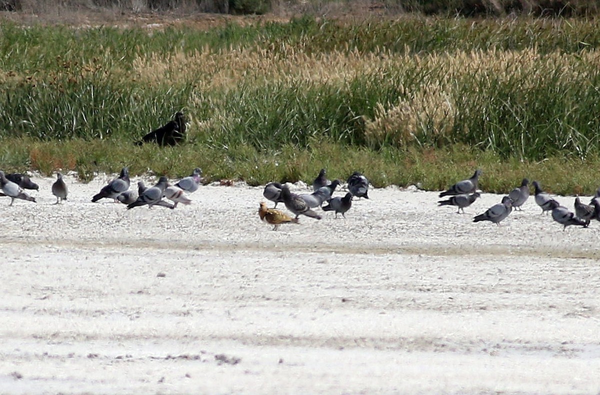 Pin-tailed Sandgrouse - ML592428381