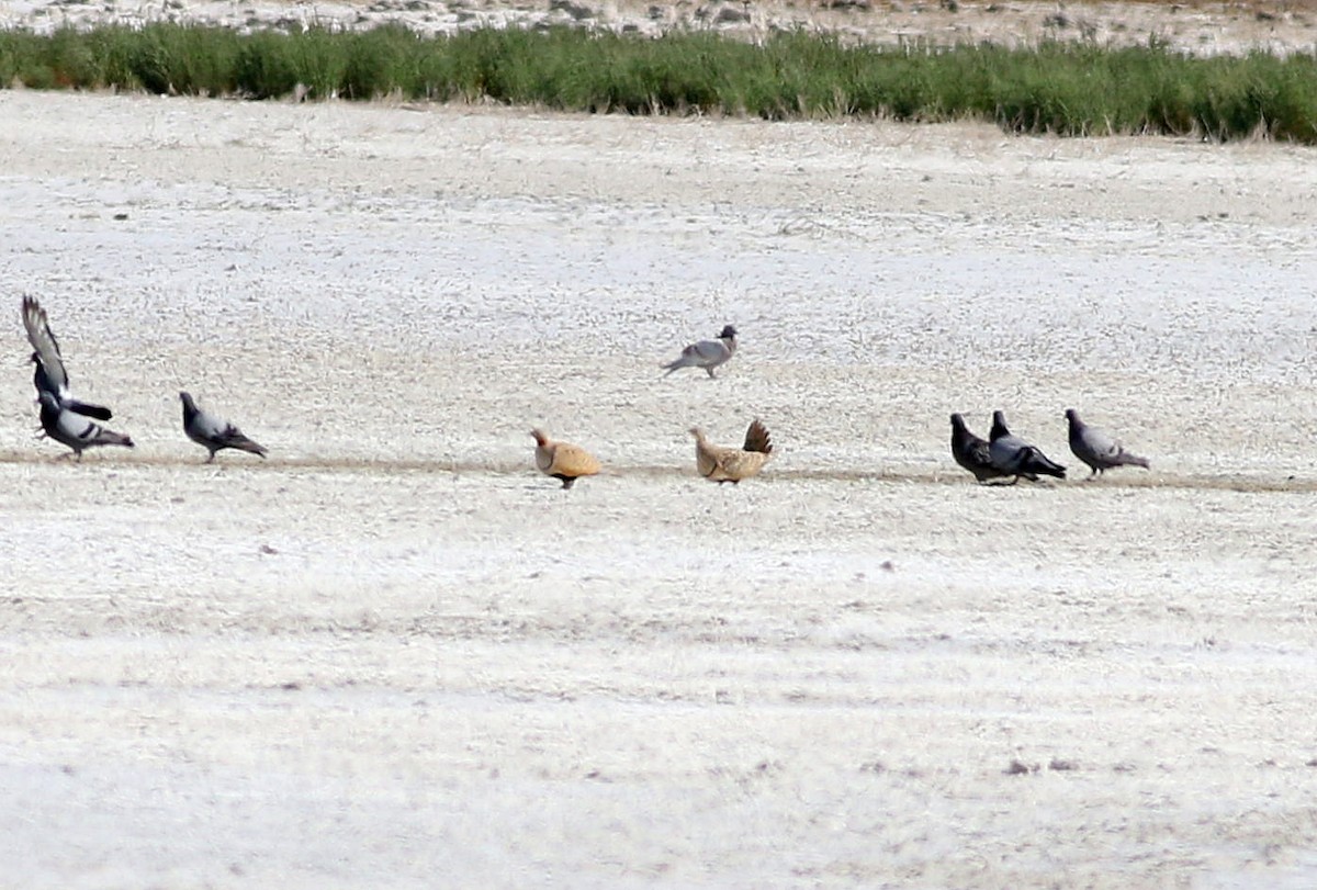 Black-bellied Sandgrouse - ML592428431