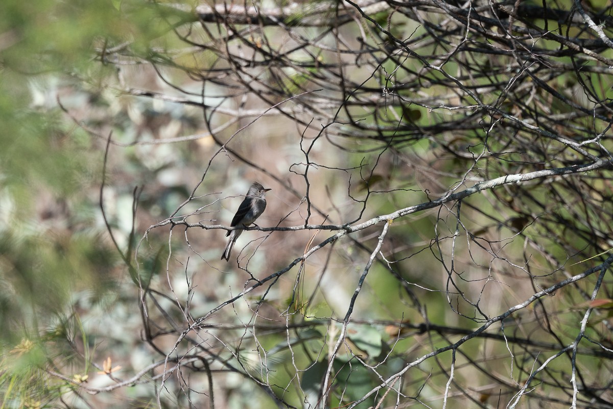 Greater Pewee - Luis Guillermo