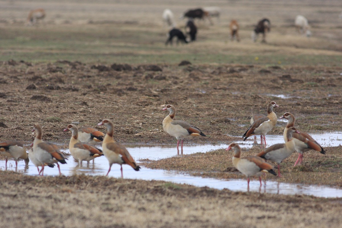 Egyptian Goose - ML592429961