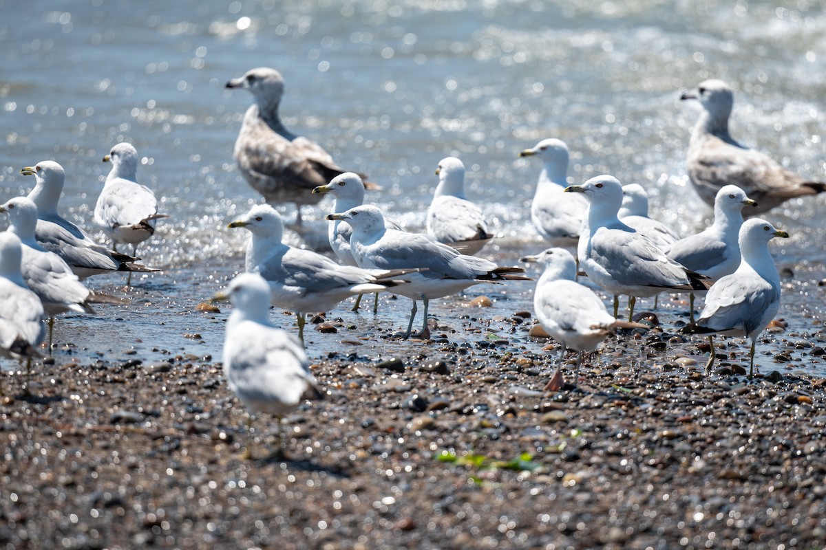 Ring-billed Gull - ML592430061