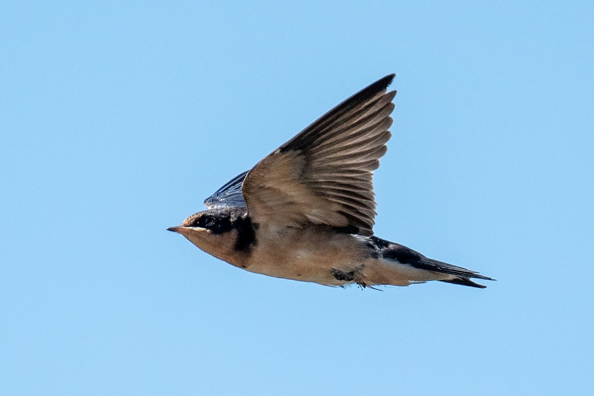 Barn Swallow - ML592430381