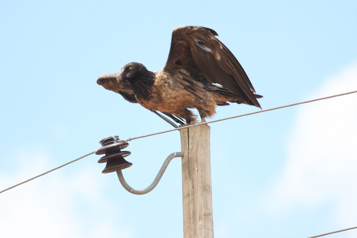 Bearded Vulture - ML592430451