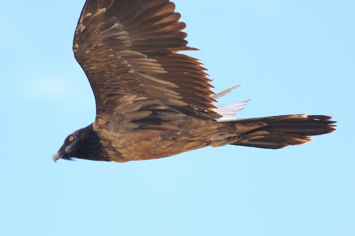 Bearded Vulture - Oscar Campbell