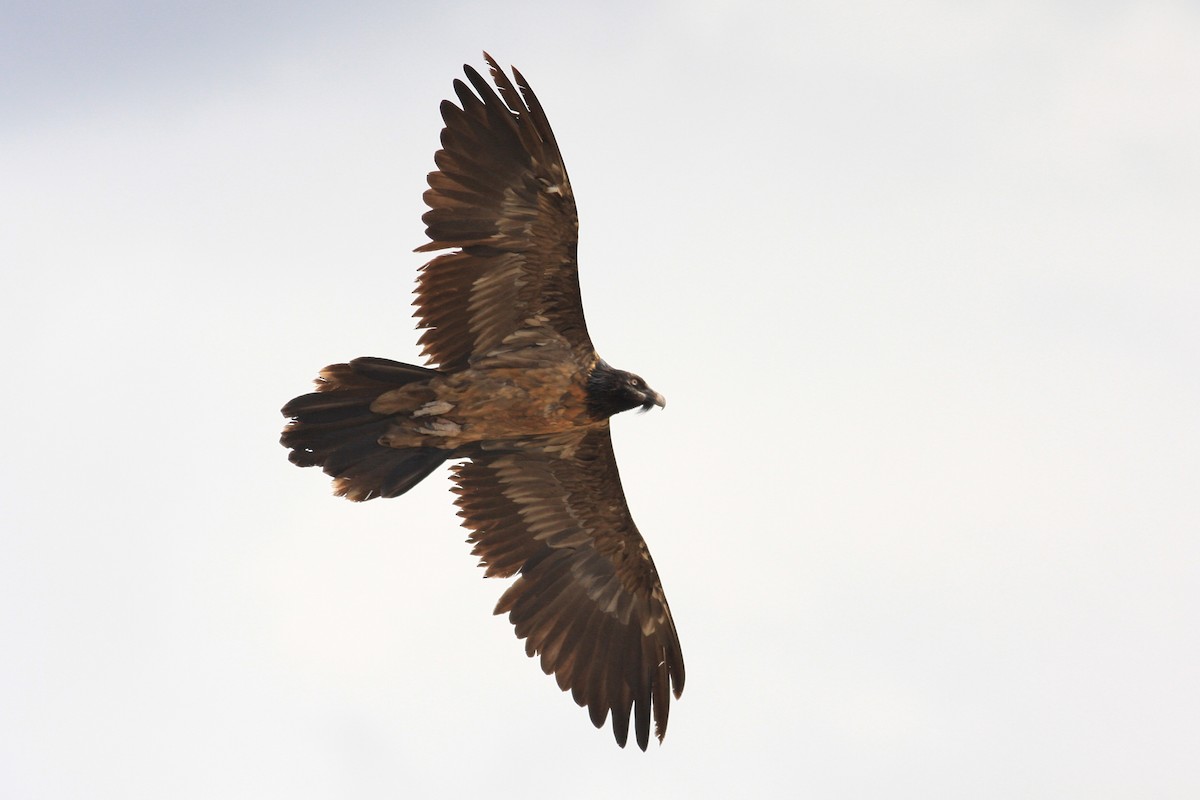 Bearded Vulture - ML592430551