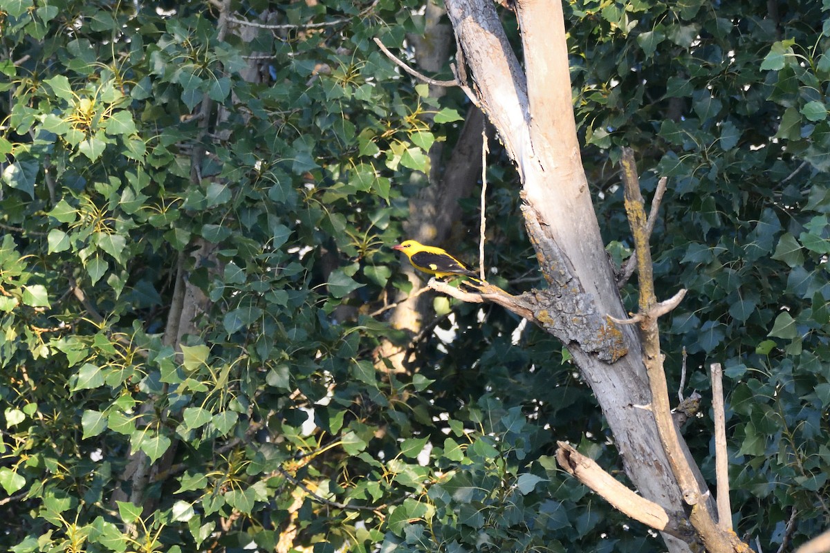 Eurasian Golden Oriole - Santiago Caballero Carrera