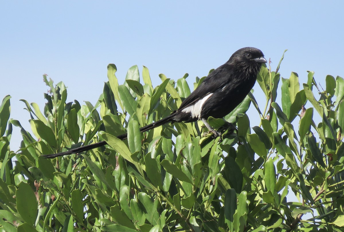 Magpie Shrike - ML592430631