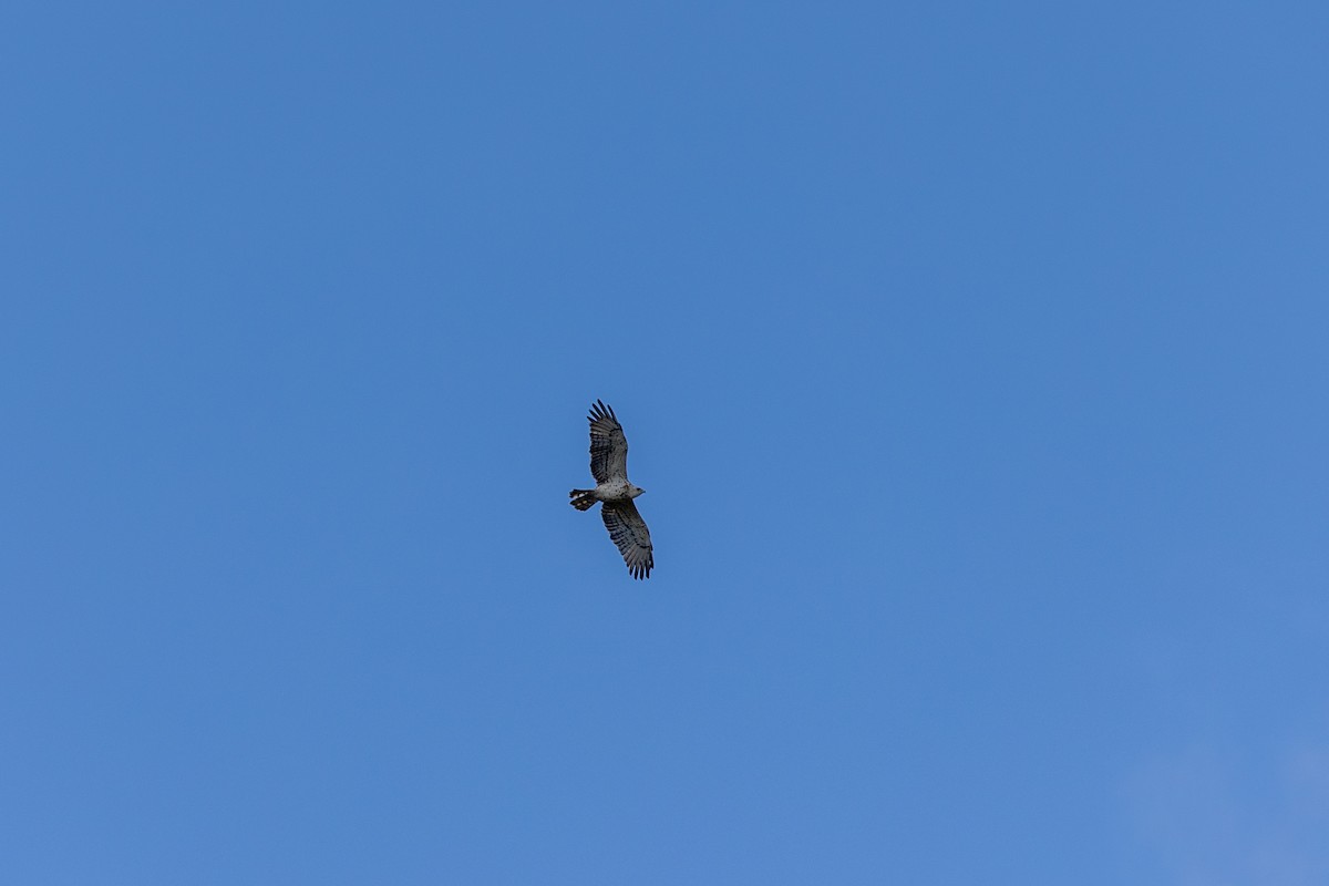 Short-toed Snake-Eagle - ML592430701