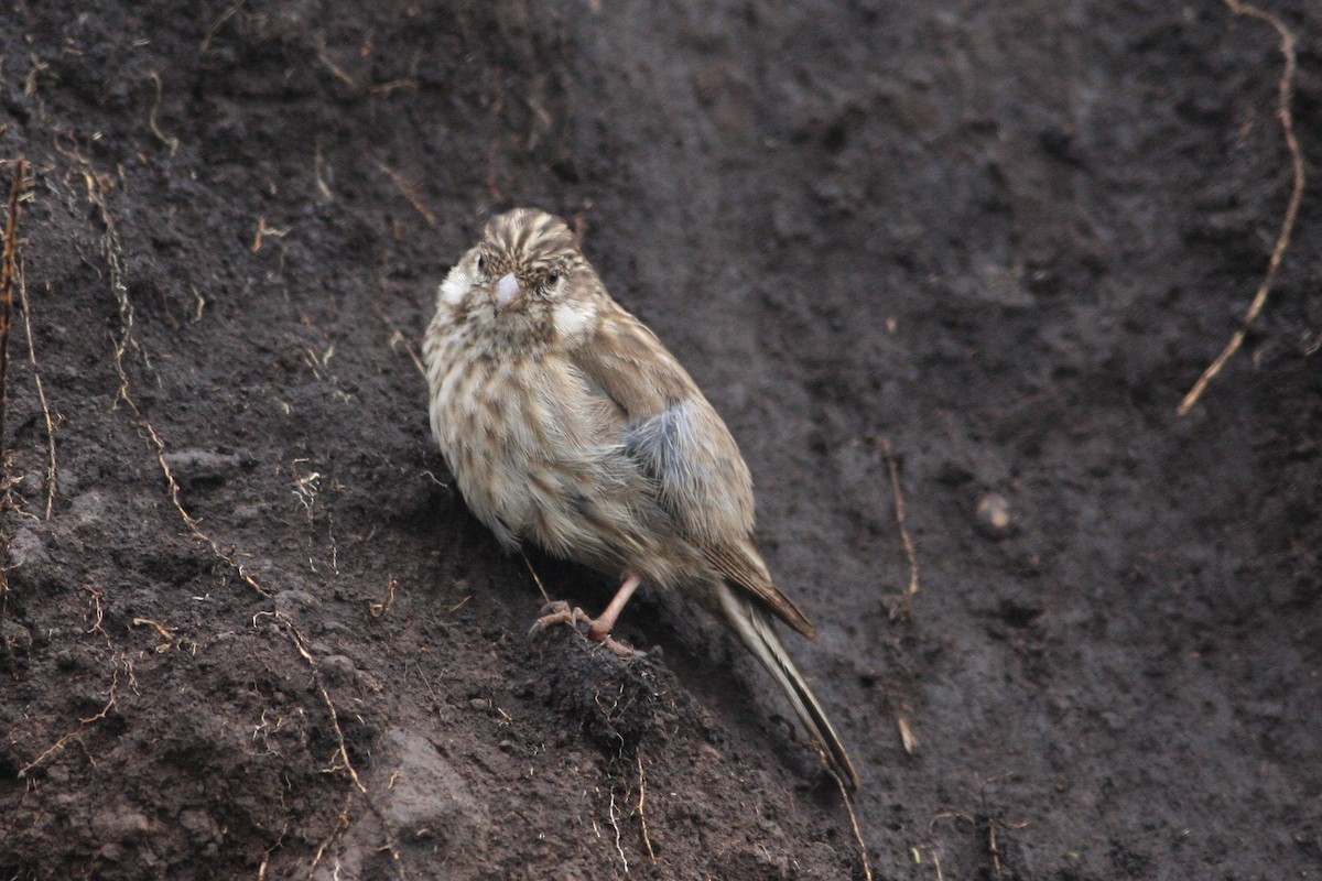 Serin d'Ankober - ML592430771