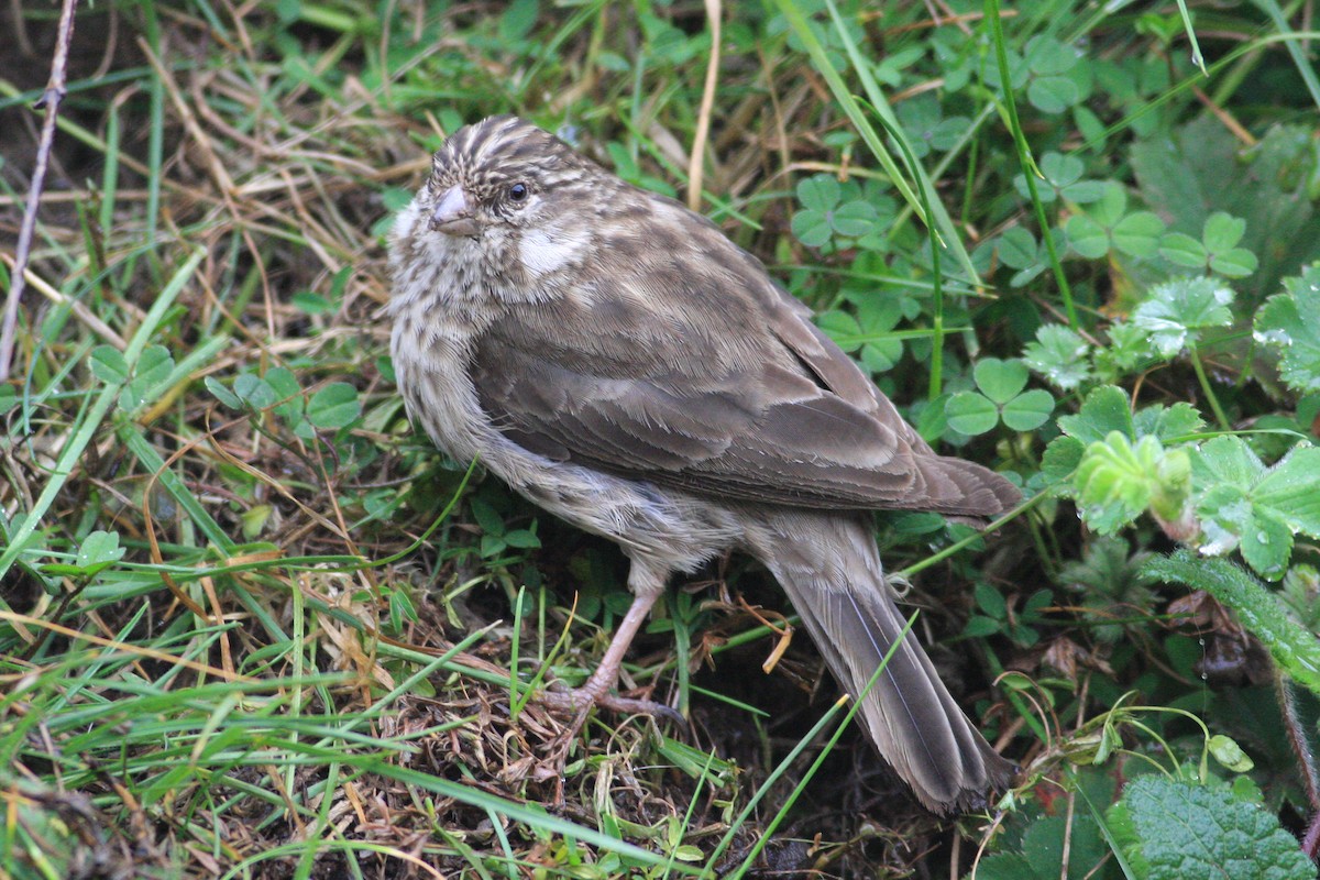 Serin d'Ankober - ML592430791