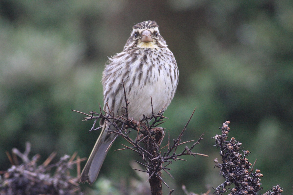 Serin d'Ankober - ML592430801