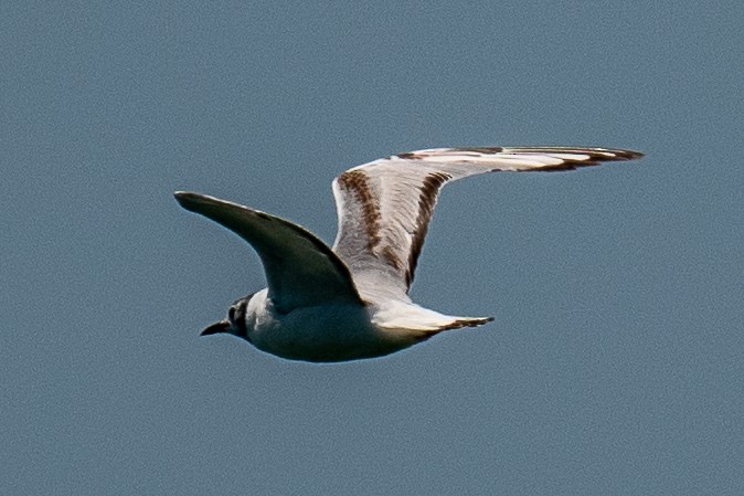 Mouette de Bonaparte - ML592430921