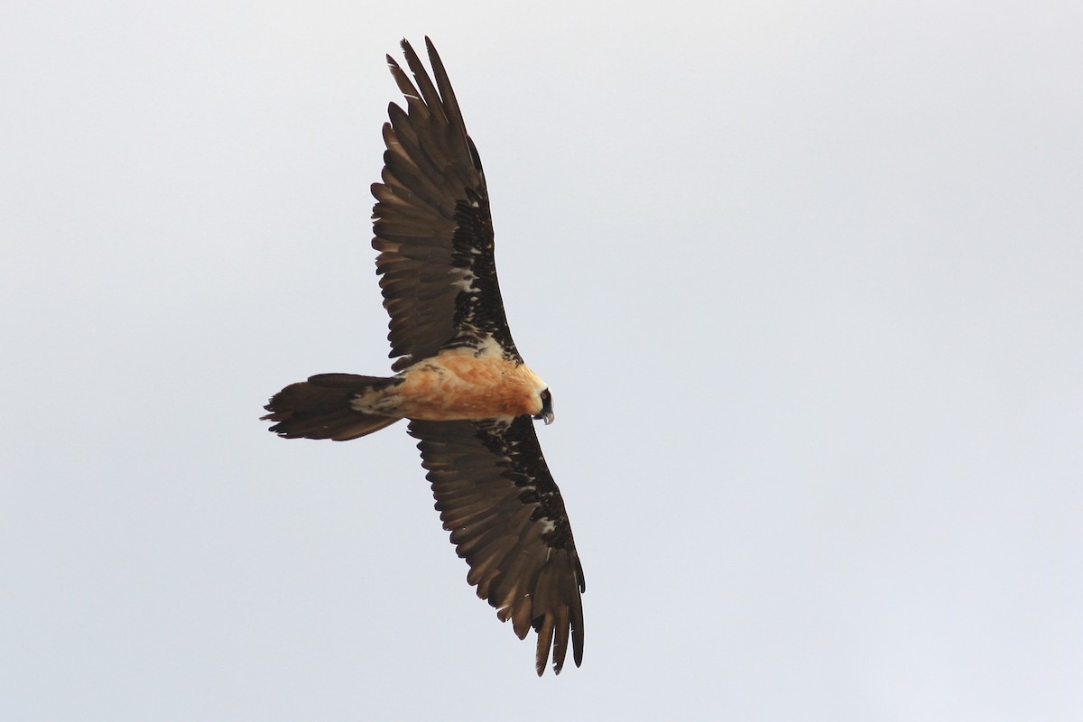 Bearded Vulture - ML592431001