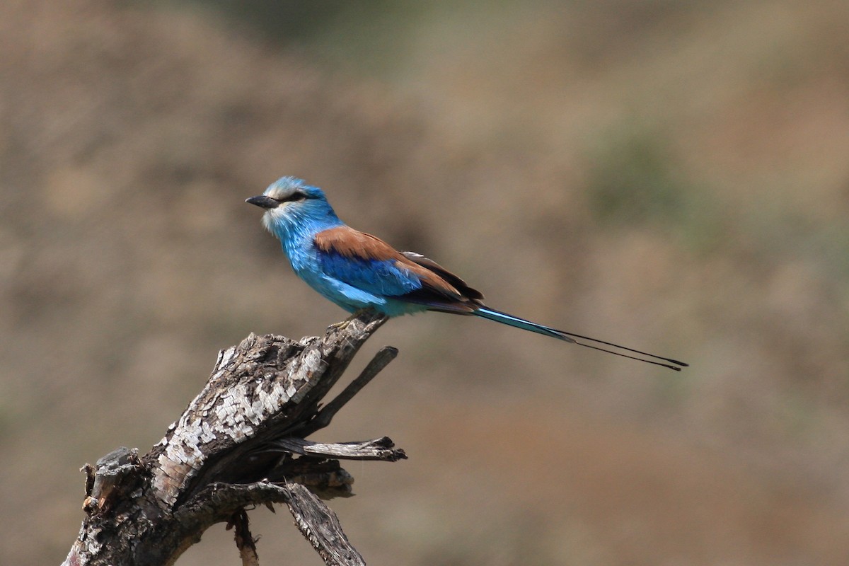 Abyssinian Roller - ML592431181