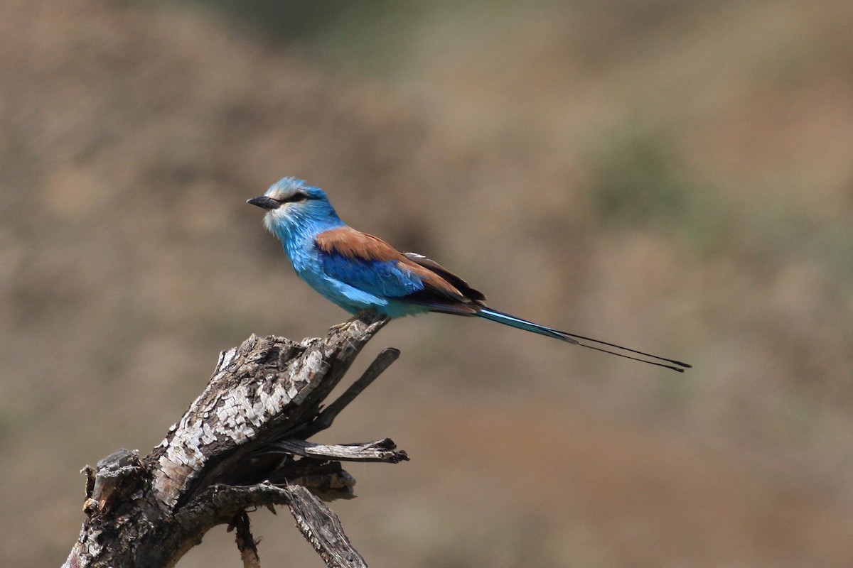 Abyssinian Roller - ML592431181