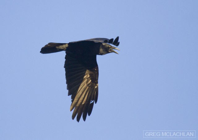 Australian Raven - ML59243131