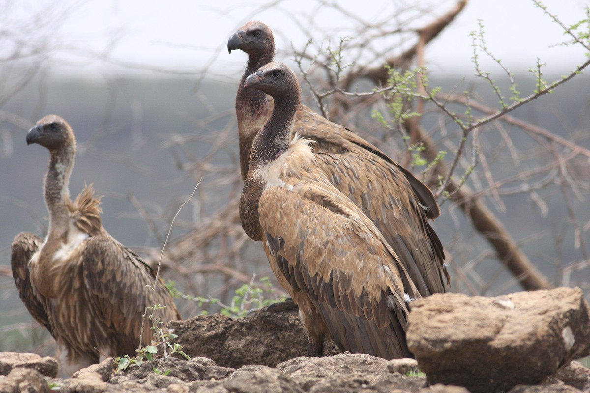 White-backed Vulture - ML592431341