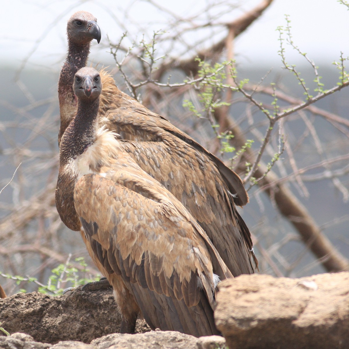 Buitre Dorsiblanco Africano - ML592431351