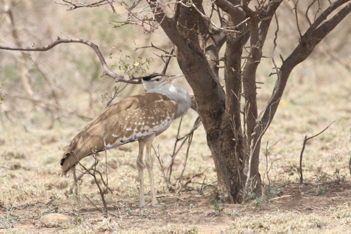 Arabian Bustard - ML592431481