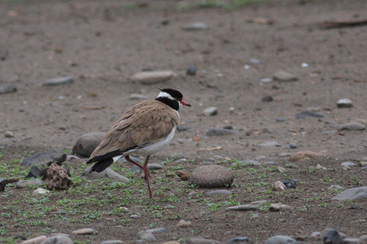 Black-headed Lapwing - ML592431561