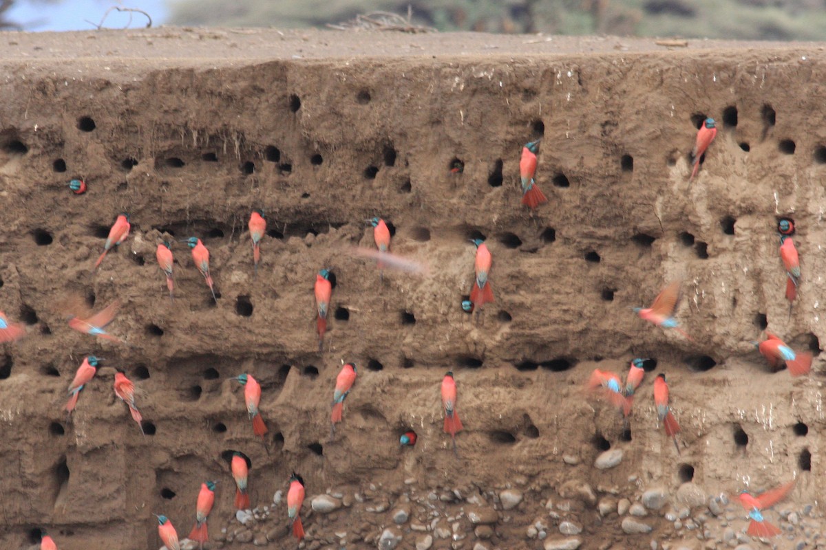 Northern Carmine Bee-eater - ML592431711