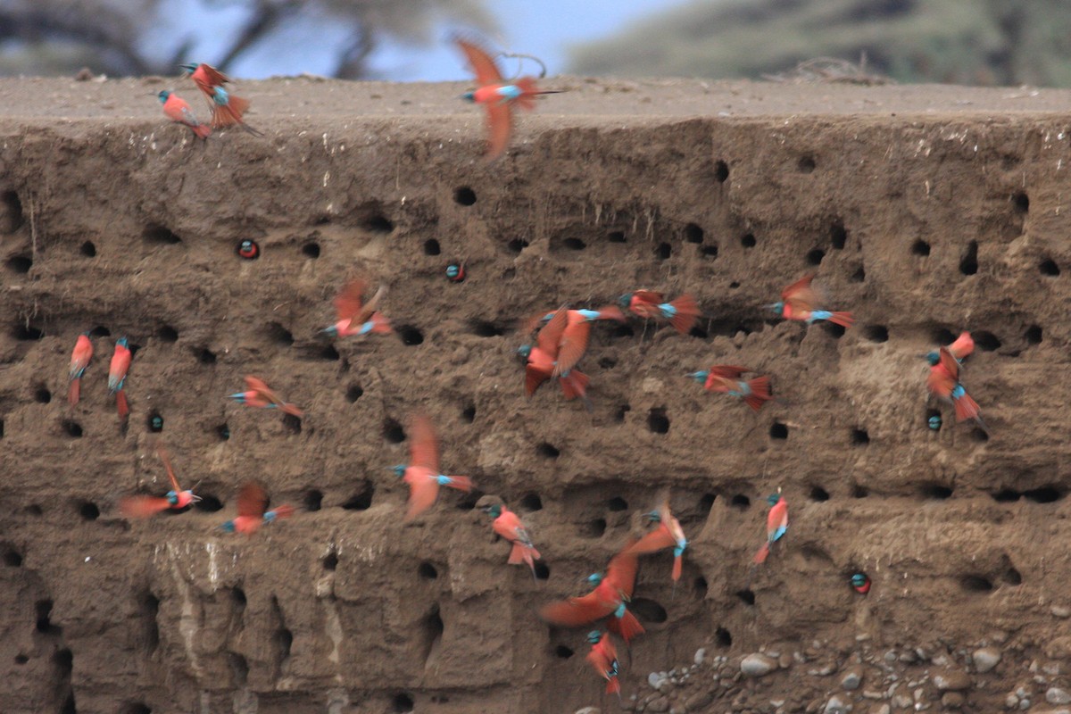 Northern Carmine Bee-eater - ML592431721