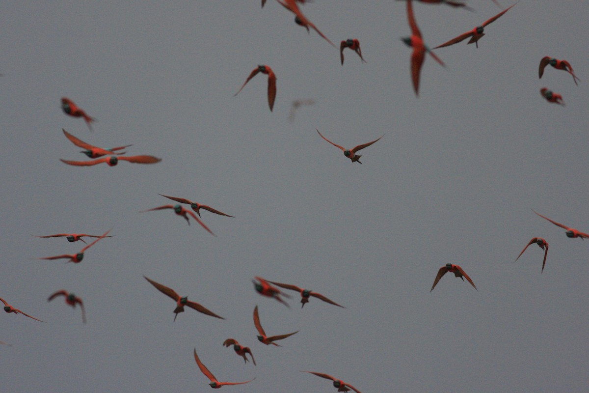 Northern Carmine Bee-eater - ML592431731