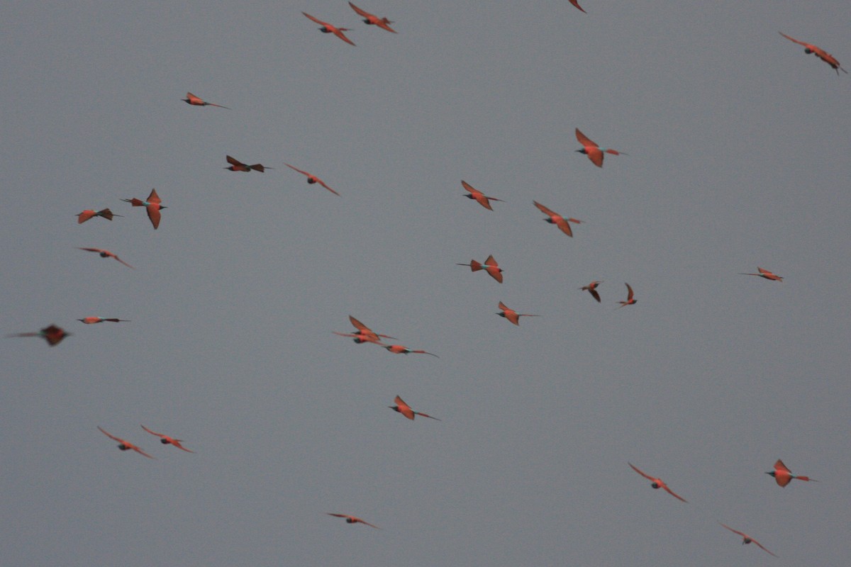 Northern Carmine Bee-eater - Oscar Campbell