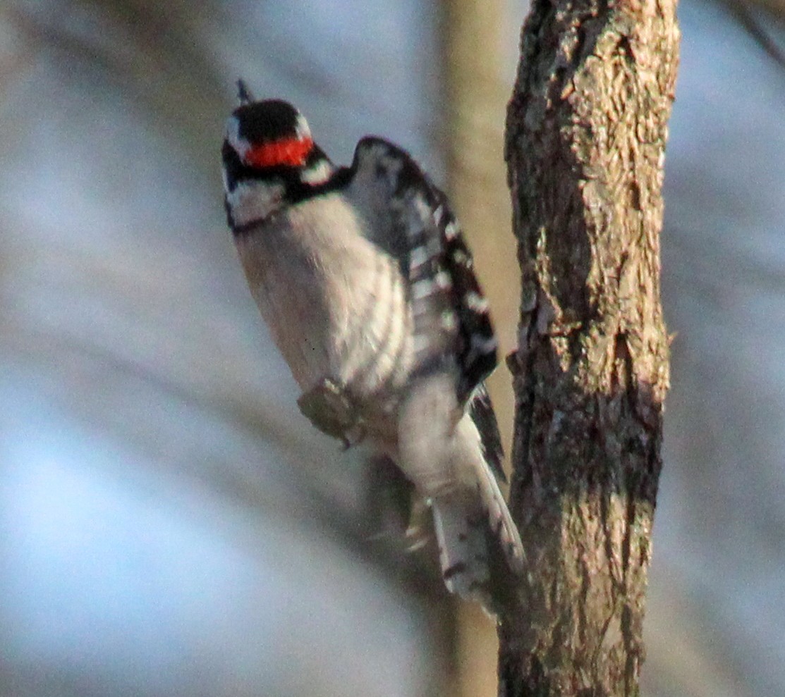 Downy Woodpecker - ML592433091