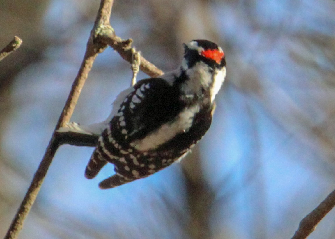 Downy Woodpecker - ML592433101