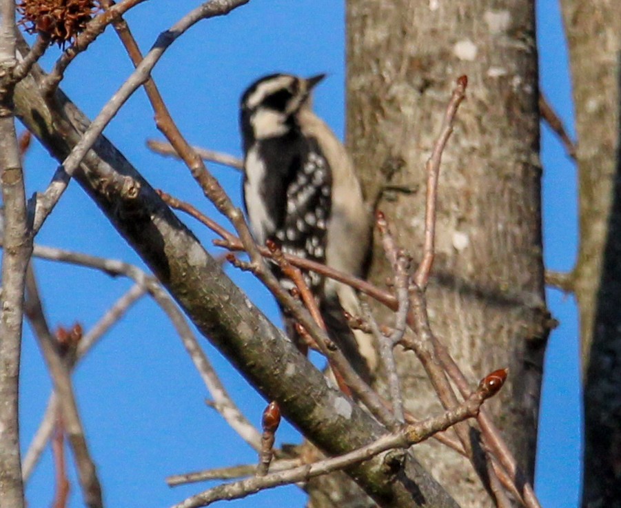 Downy Woodpecker - ML592433111