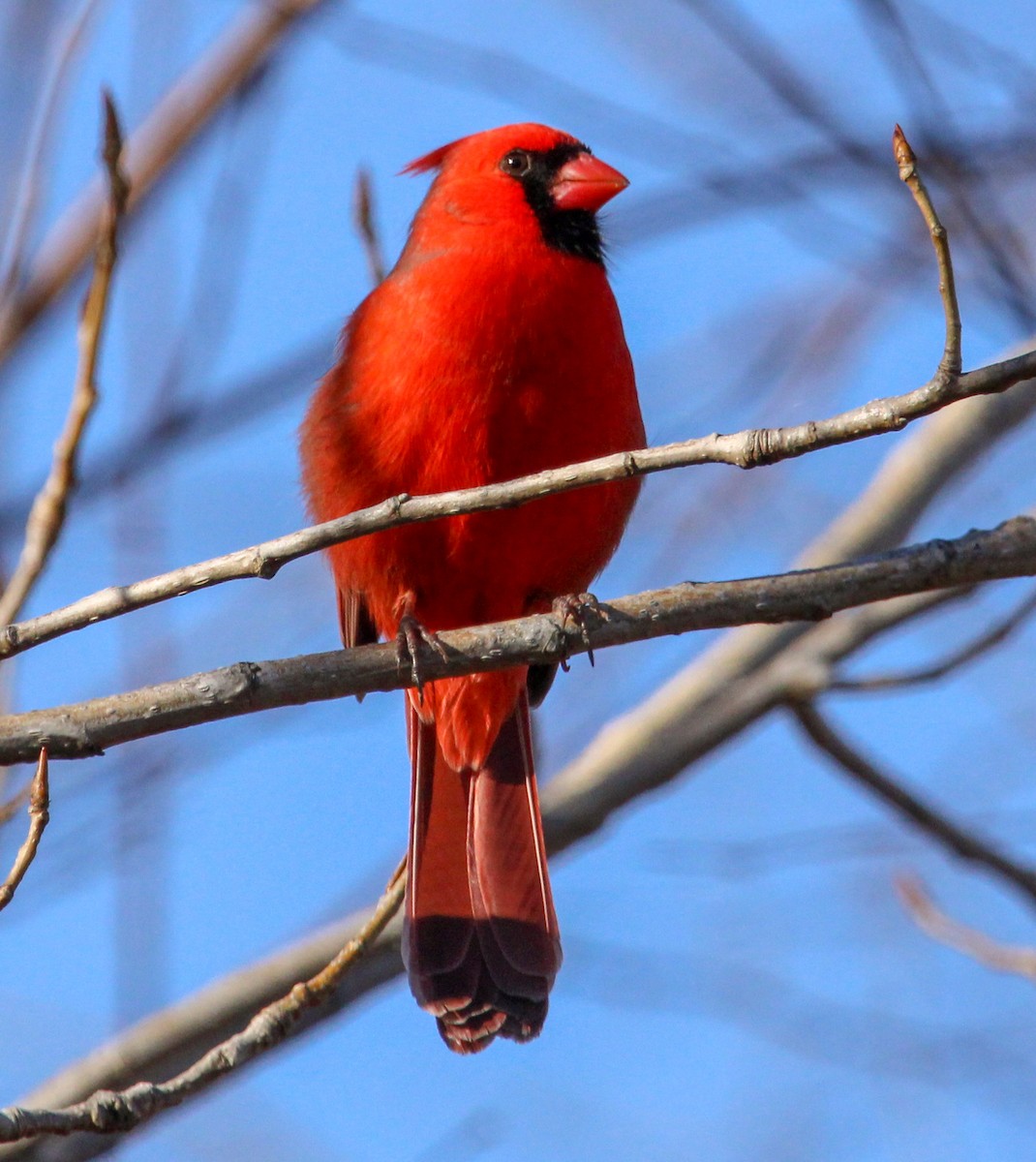 Northern Cardinal - ML592433191