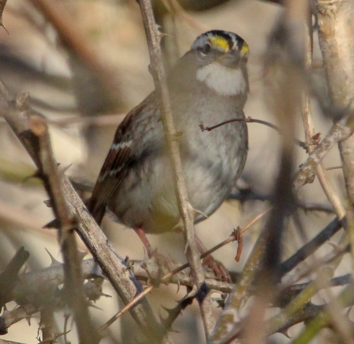 White-throated Sparrow - ML592433321