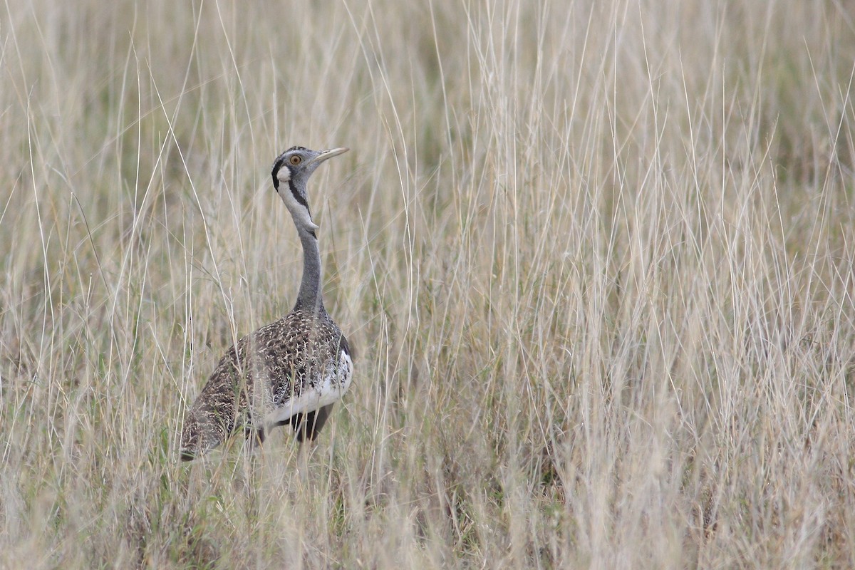 Hartlaub's Bustard - Oscar Campbell