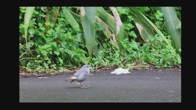 Plumbeous Redstart - ML592435631