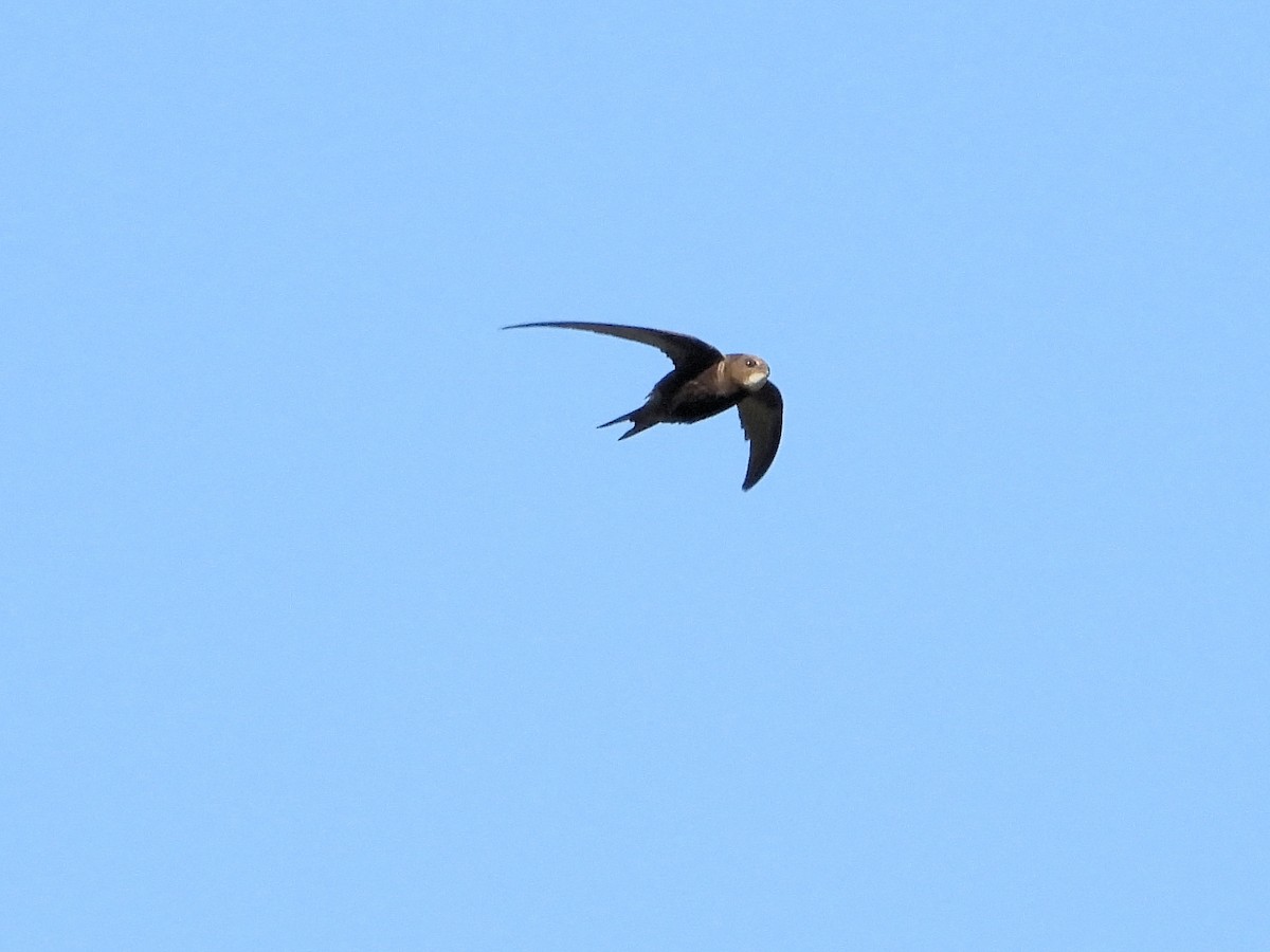 Common Swift - ML592436241