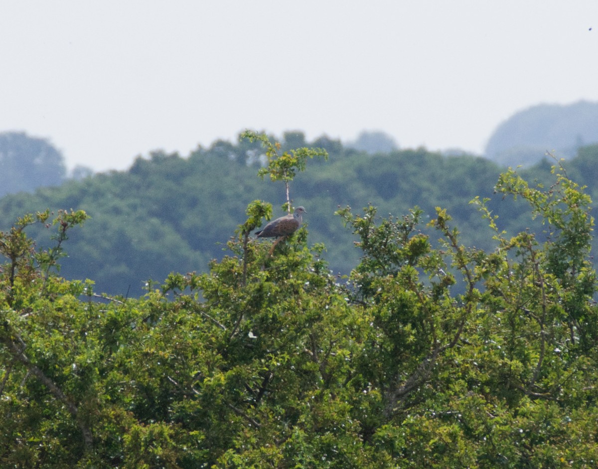 European Turtle-Dove - ML592436371