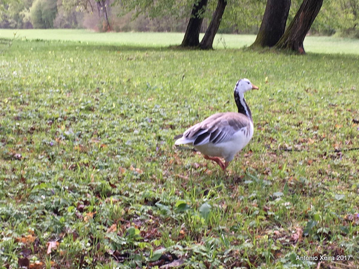 Bar-headed Goose - ML59243661