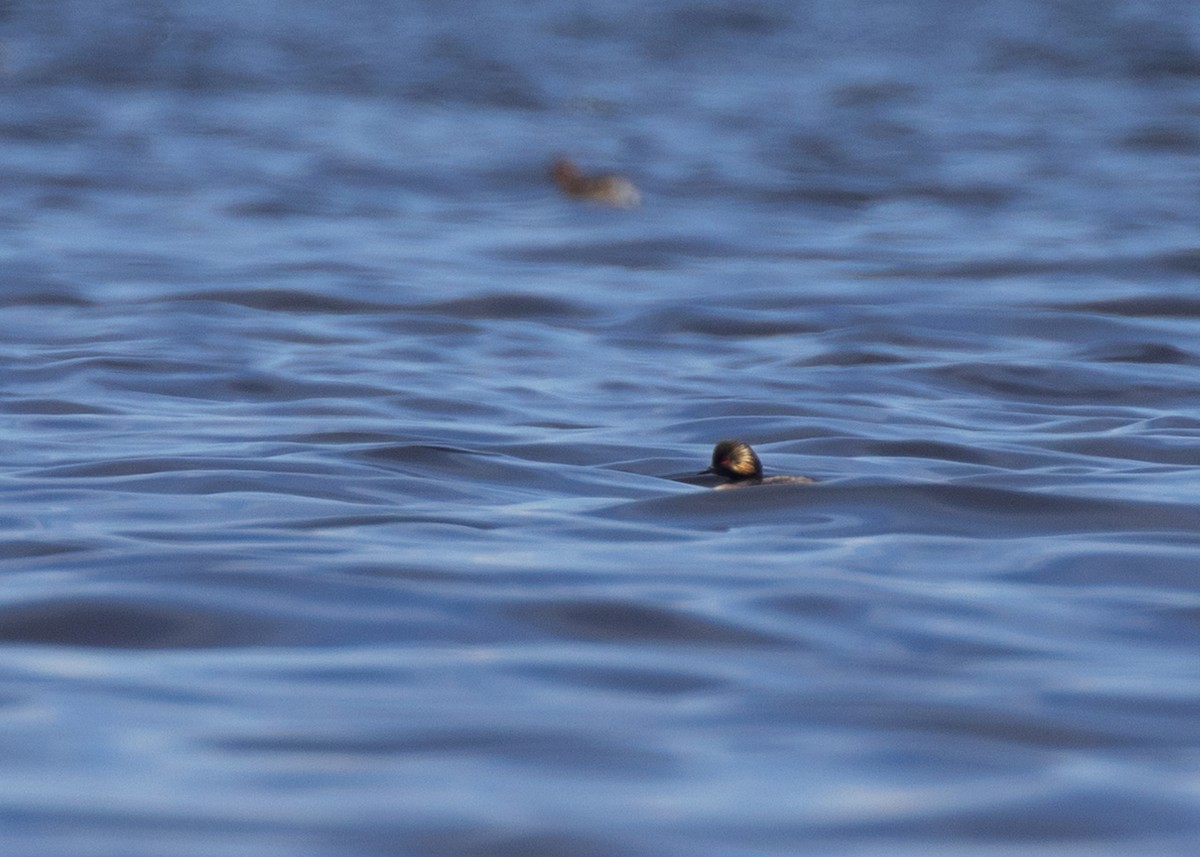 Eared Grebe - ML592437101