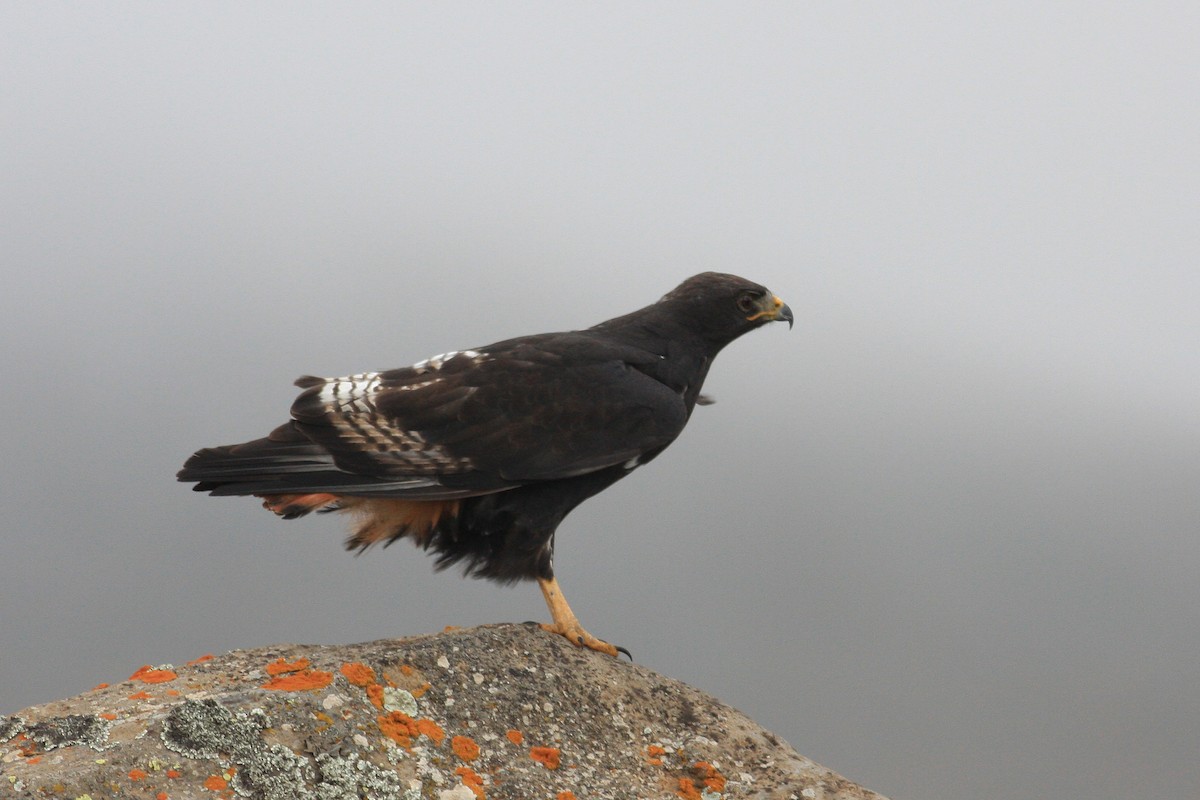 Augur Buzzard - Oscar Campbell