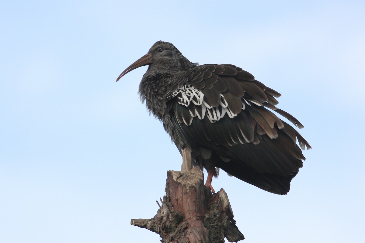 Ibis Carunculado - ML592437891